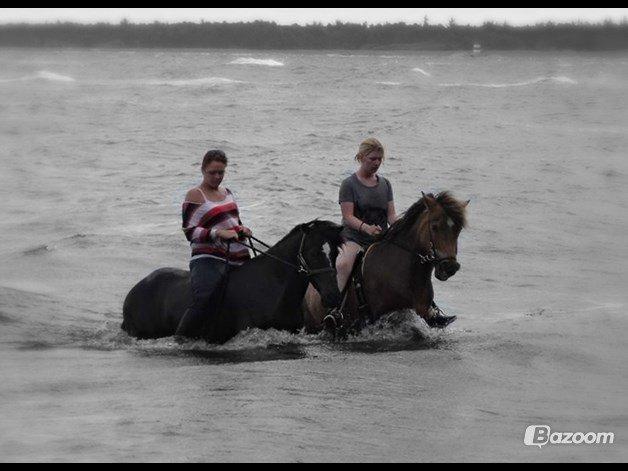Islænder Jarpur - Mig på Jarpur, Denice på  Æshild. Den sommerferie Jarpur blev stjålet. <3 billede 2