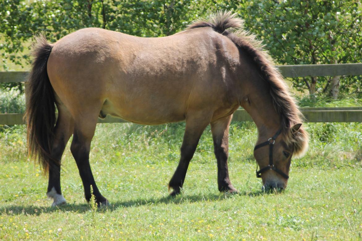 Islænder Jarpur billede 5