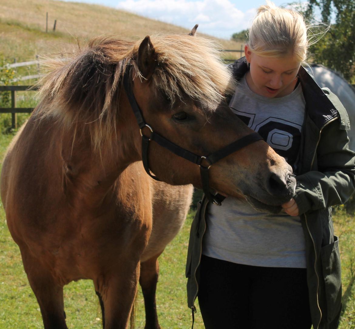 Islænder Jarpur - Så hyggelig og dejlig en dag <3 billede 6