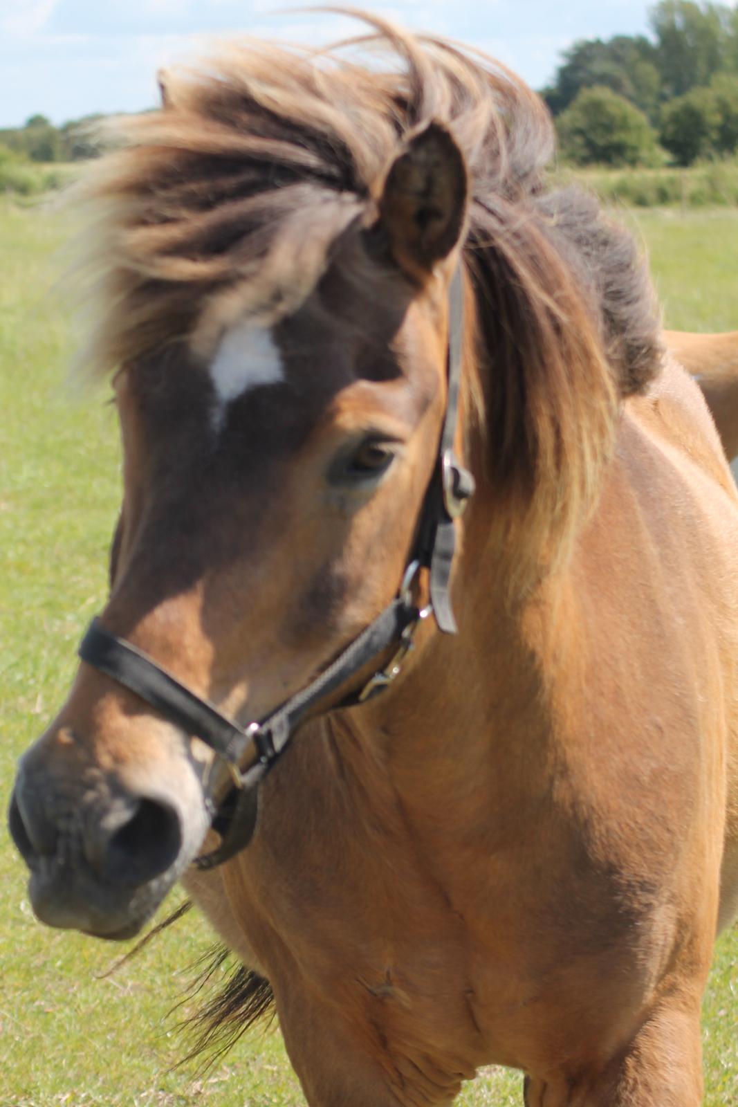 Islænder Jarpur billede 10