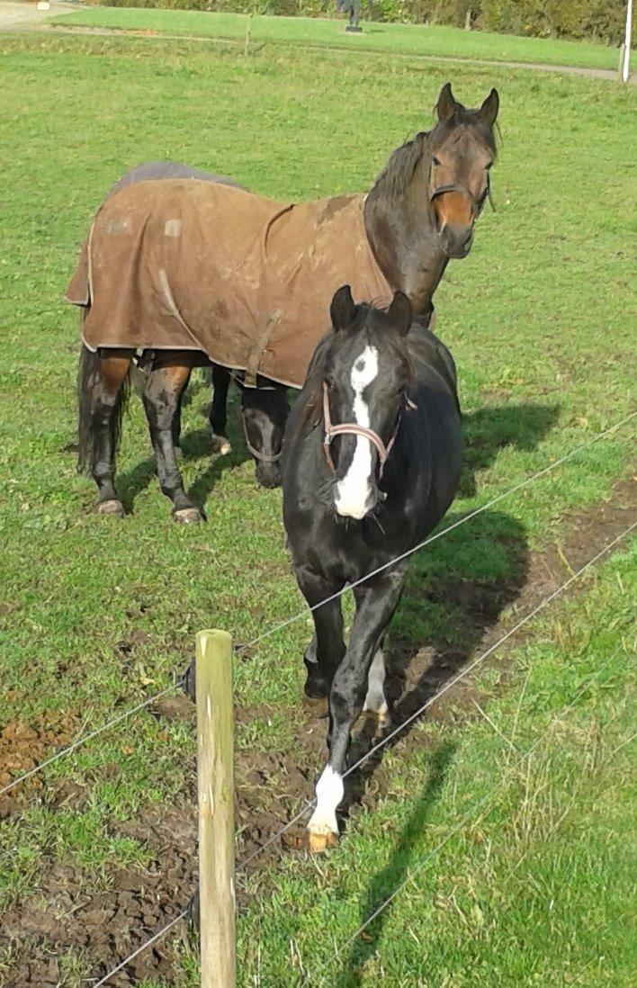 Dansk Varmblod Mosegårdens Derello "Frost" <3 - Frost og Rolsen billede 35