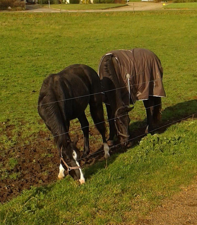 Dansk Varmblod Mosegårdens Derello "Frost" <3 - Frost og Lukas billede 36