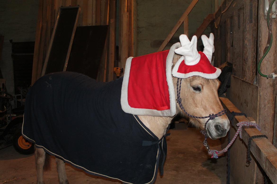 Fjordhest Lise - Jeg synes det var syndt hun var våd, så hun fik da lige noget ''tøj'' på! :) billede 2