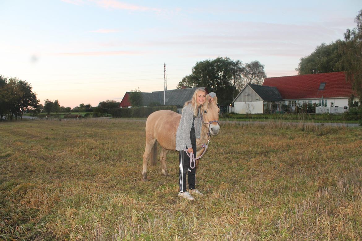 Fjordhest Lise billede 8