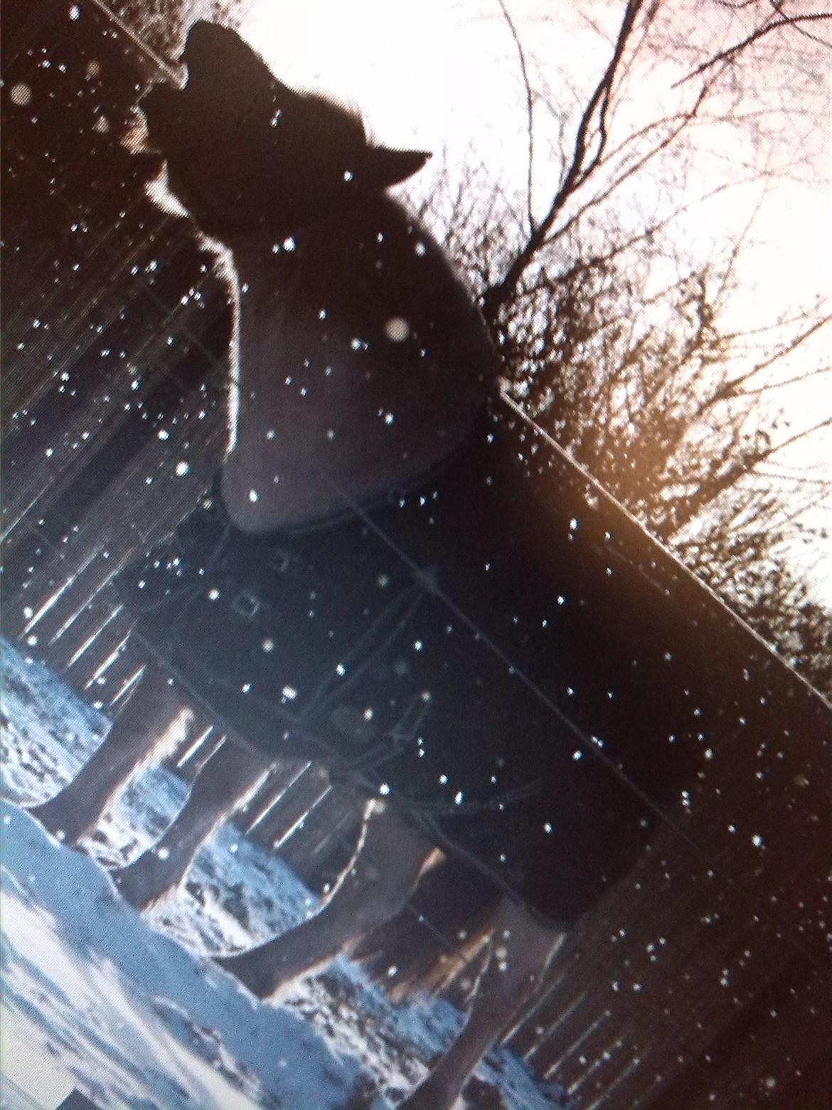 Fjordhest Lise - Et lille hyggeligt vinter billede :) billede 9