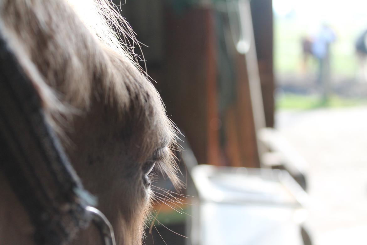 Fjordhest Lise billede 3