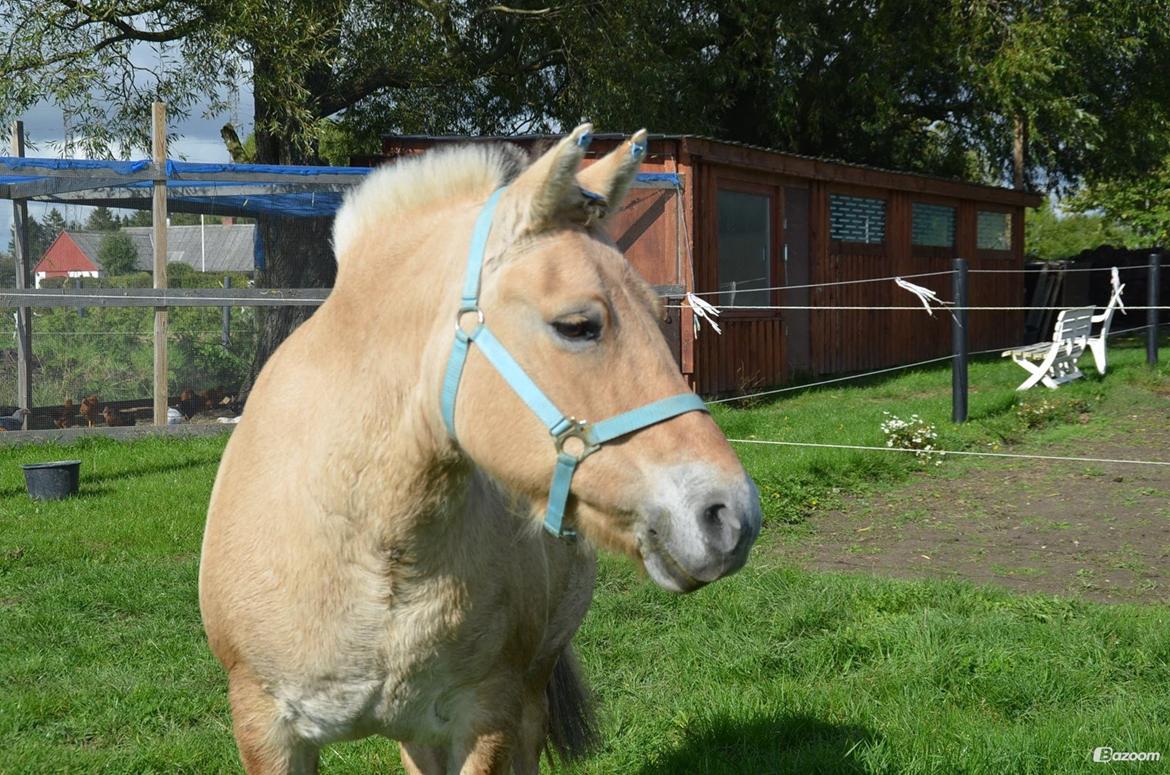 Fjordhest Lise billede 15