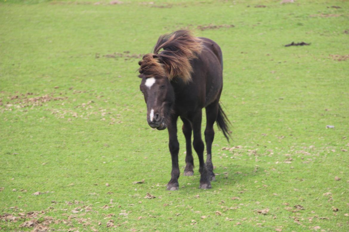 Islænder Demantur fra Fogedgården billede 17