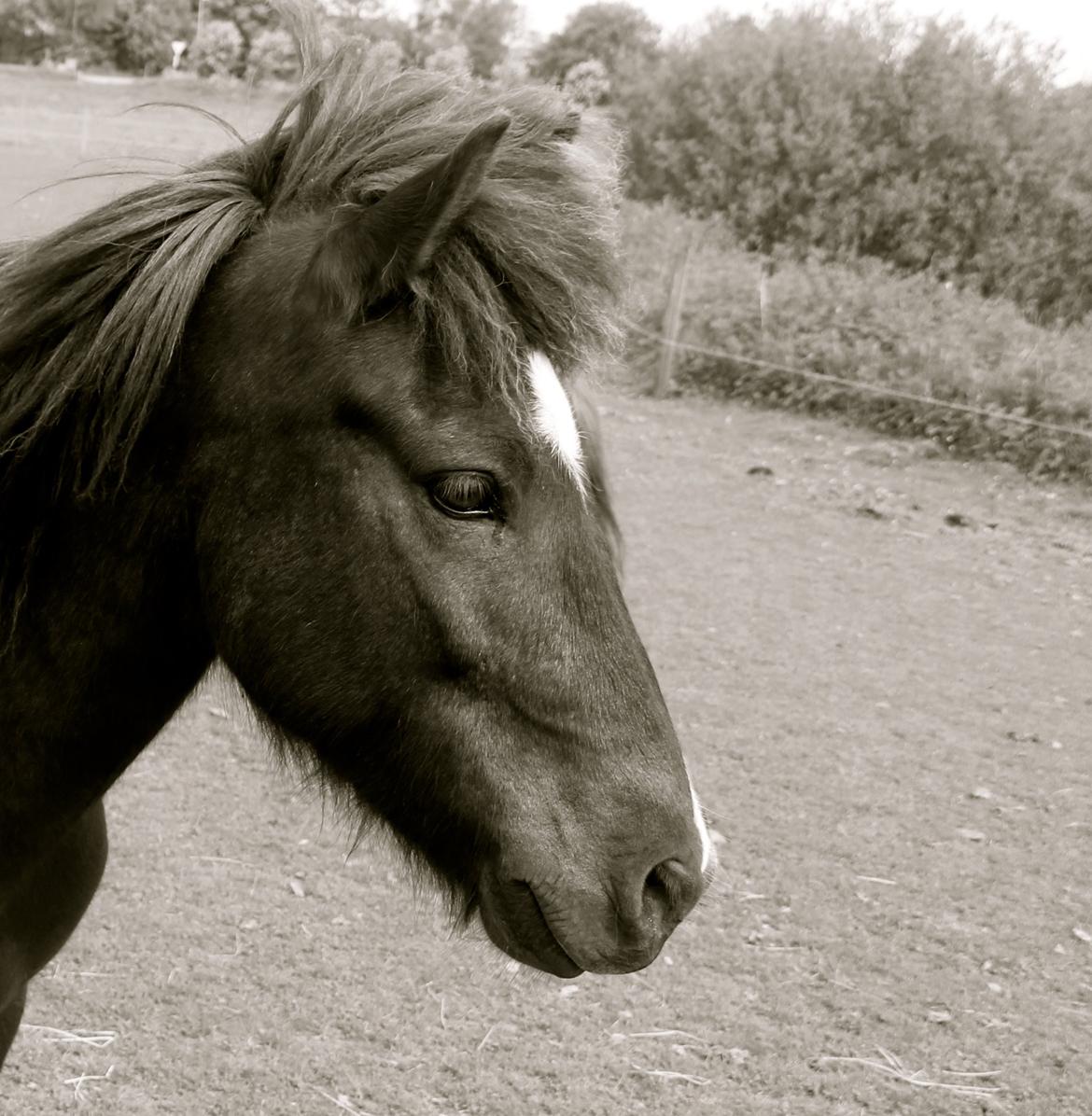 Islænder Demantur fra Fogedgården billede 5