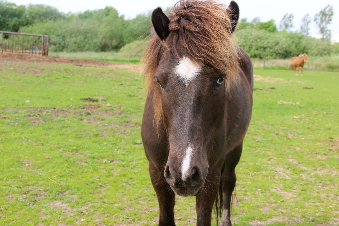 Islænder Demantur fra Fogedgården billede 3