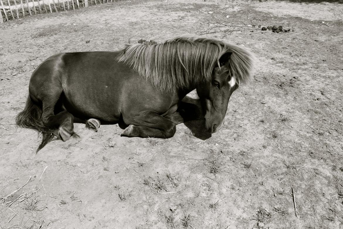 Islænder Demantur fra Fogedgården billede 11