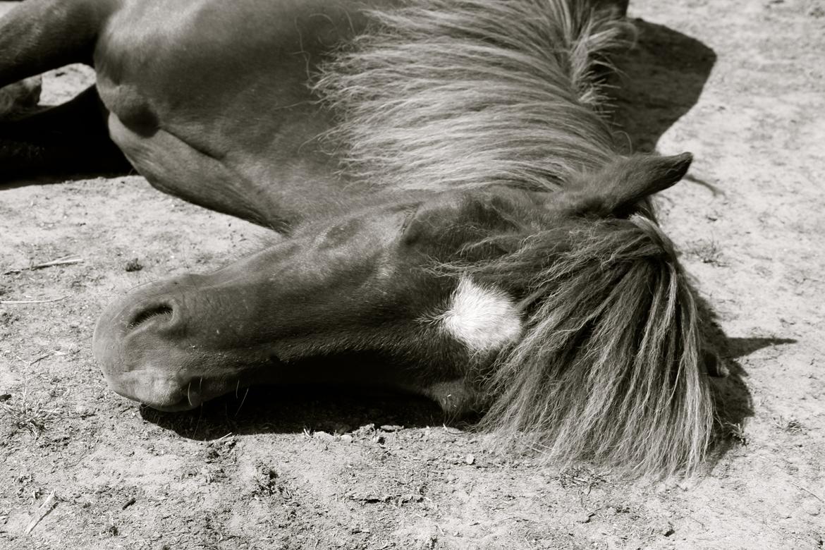 Islænder Demantur fra Fogedgården billede 13