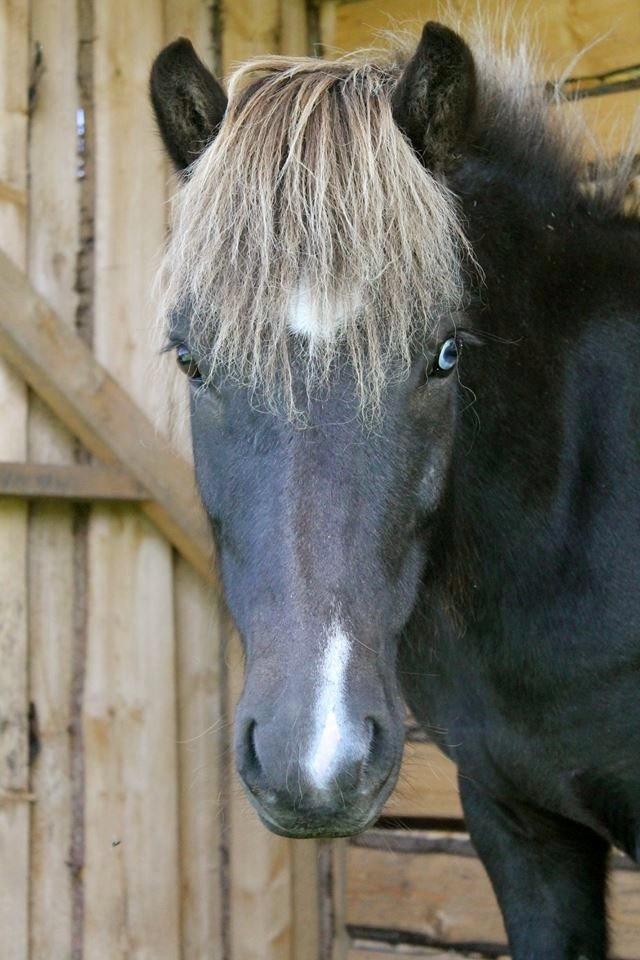 Islænder Demantur fra Fogedgården billede 4