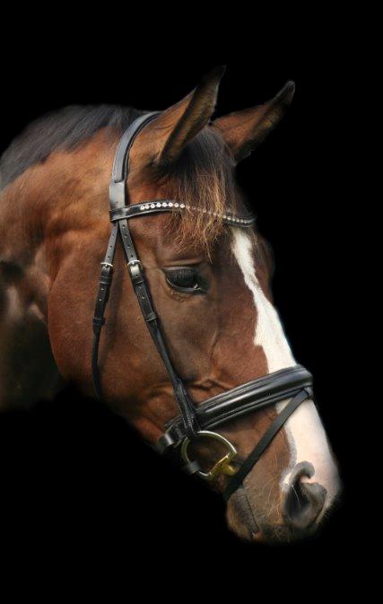 Dansk Varmblod Lærkenborgs Tawonda billede 6