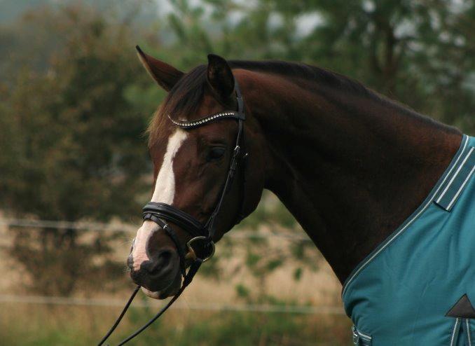 Dansk Varmblod Lærkenborgs Tawonda billede 7