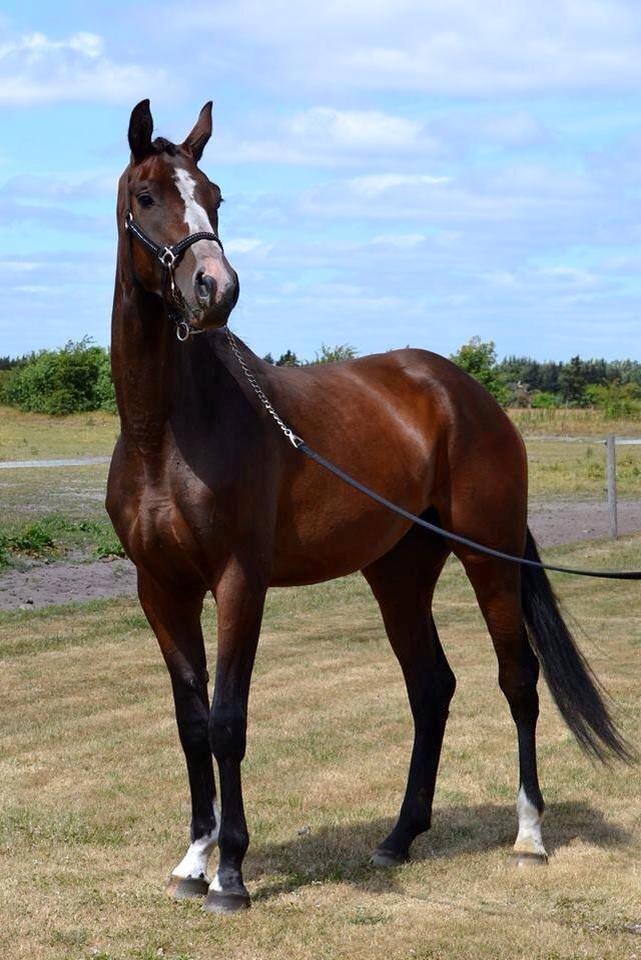 Dansk Varmblod Lærkenborgs Tawonda billede 11