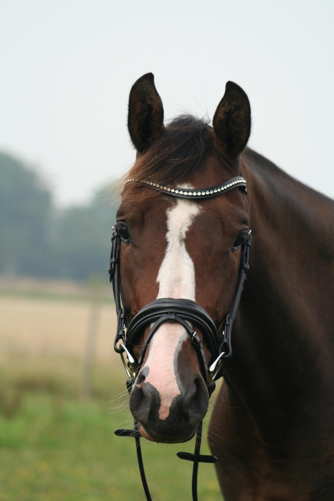 Dansk Varmblod Lærkenborgs Tawonda billede 13