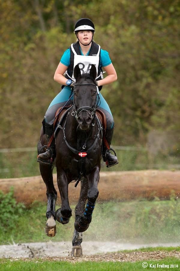 Dansk Varmblod MIni Copper billede 14