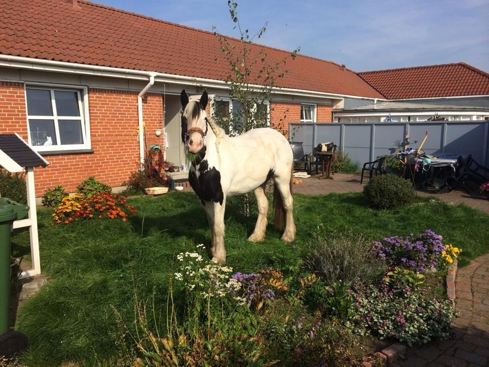 Tinker Hauge's Aileen [Ko] - Red damen hjem i haven så hun kunne slå græsset! :P - 4 år billede 23