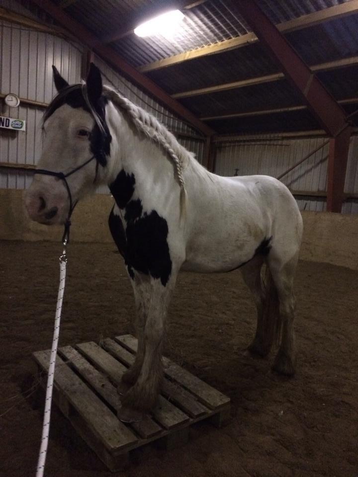 Tinker Hauge's Aileen [Ko] - Første gang vi træner med paller. - 4 år billede 34