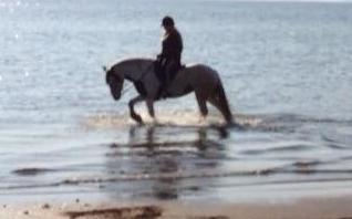 Tinker Hauge's Aileen [Ko] - Lækker strandtur! - 4 år billede 31