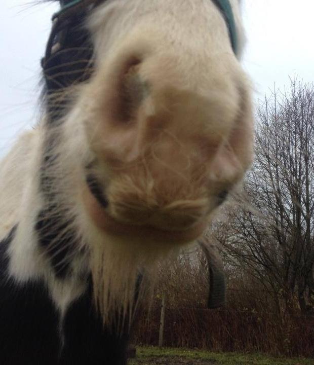 Tinker Hauge's Aileen [Ko] - Mustache  :P - 3 år billede 39