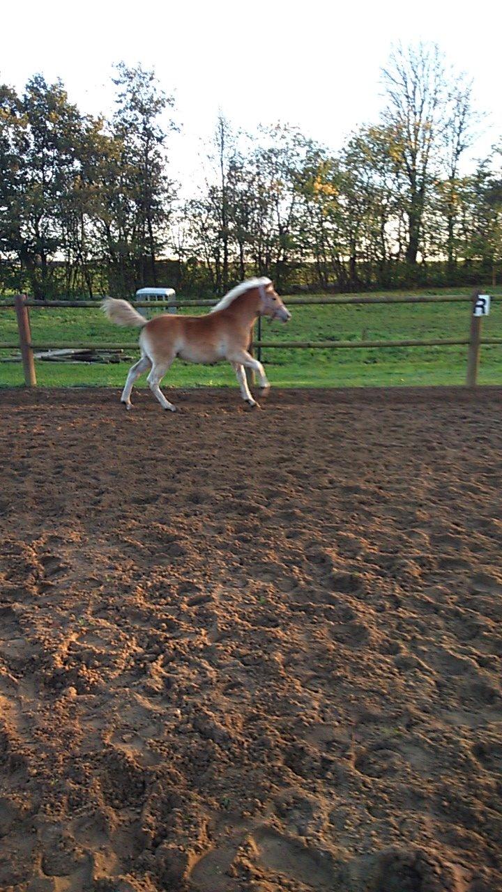 Haflinger Sweet Chili Søvej billede 16