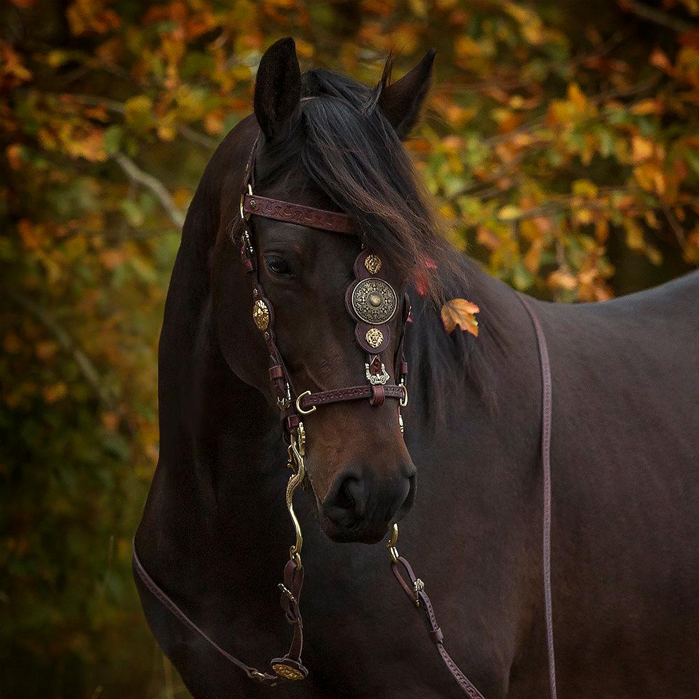 Anden særlig race Cointreau J - 26. oktober 2014... Fotograf: Mor billede 14