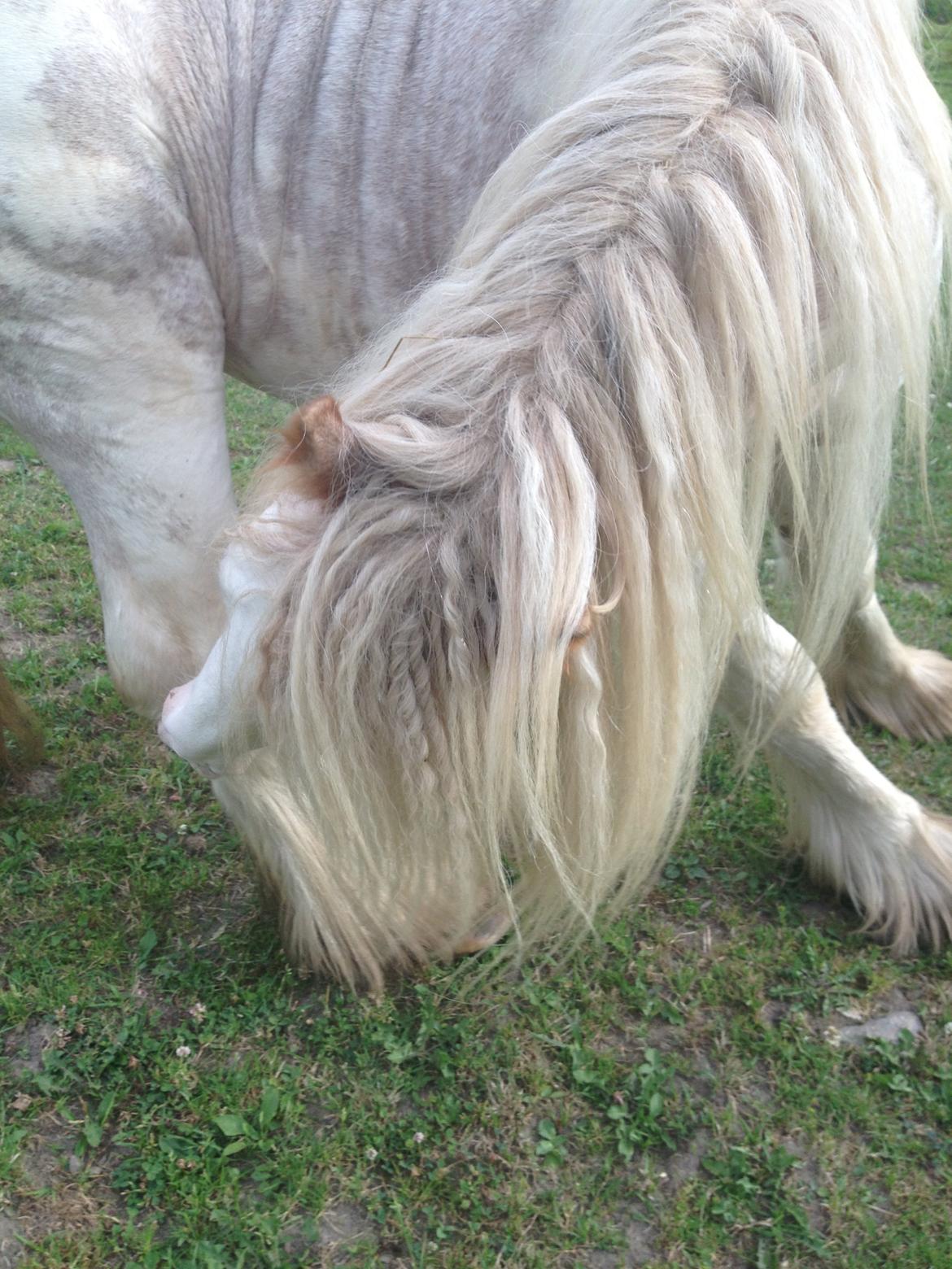 Irish Cob Coates Liam of Thunder - Masser af hår..... billede 13