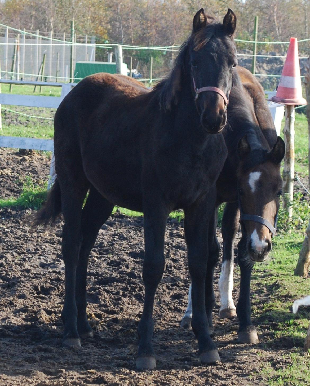 Anden særlig race My Little Surprise-Dixie billede 1