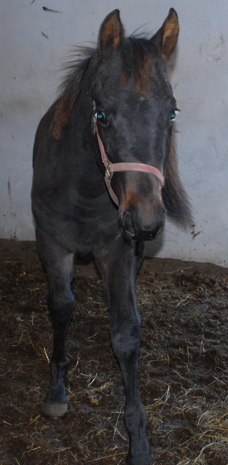 Anden særlig race My Little Surprise-Dixie billede 3