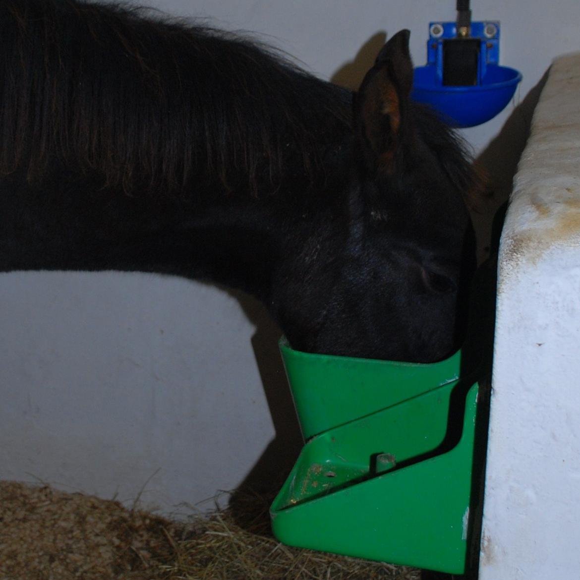 Anden særlig race My Little Surprise-Dixie - Dixie spiser. billede 4