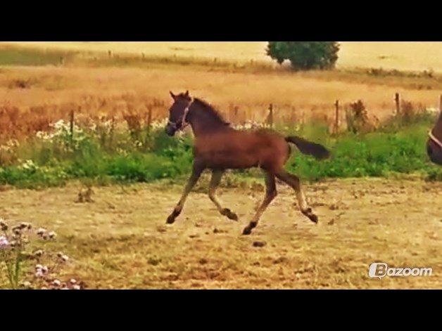 Anden særlig race My Little Surprise-Dixie billede 10