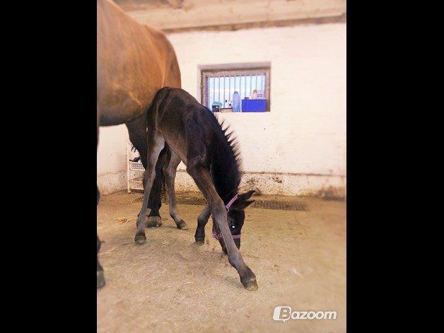 Anden særlig race My Little Surprise-Dixie billede 12