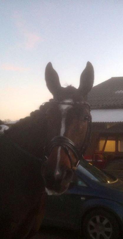 Oldenborg Sanddallunds Iroy billede 13