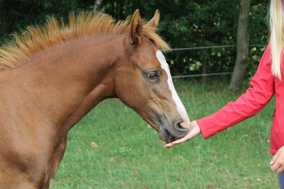 Anden særlig race Chess´s Pretty Boy billede 9