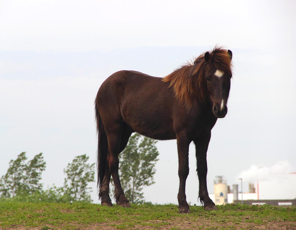 Islænder Demantur fra Fogedgården billede 10