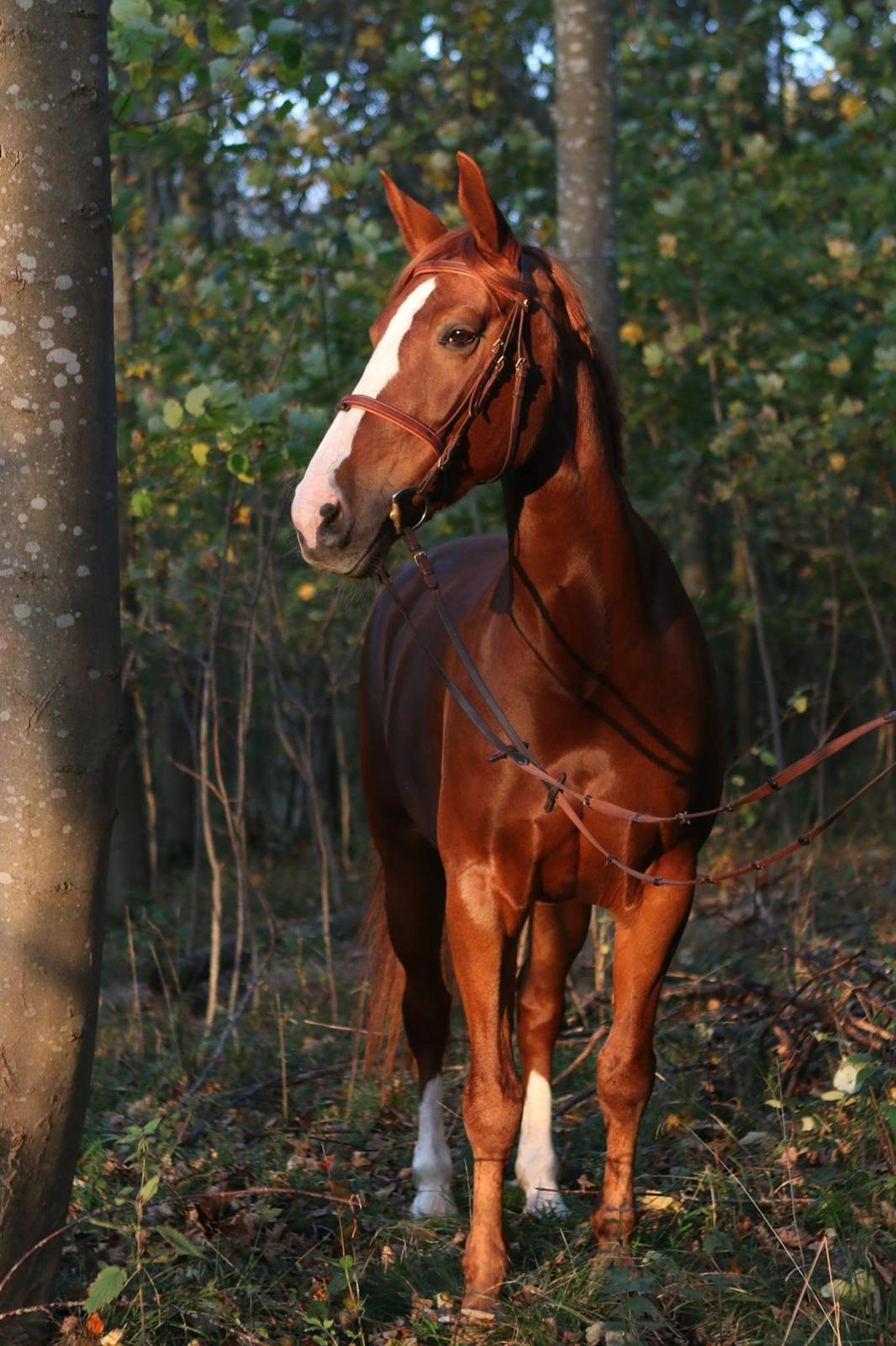Hollandsk Varmblod Zirmatine - 28.10.2014 Zirma i en solstråle en dejlig efterårsdag i skoven. Smukke hest! Foto: Jessica Freiesleben billede 18