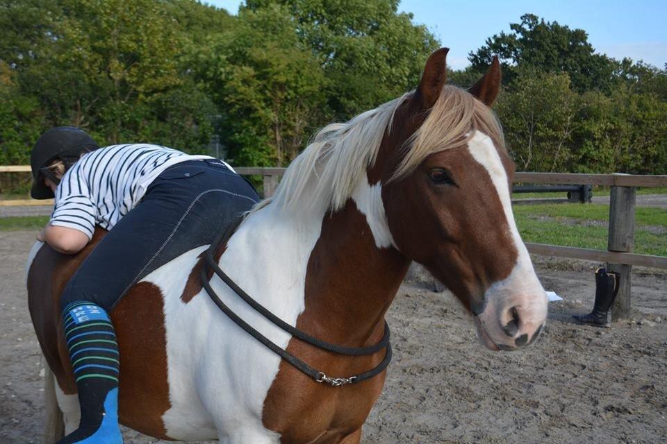 Anden særlig race Royal Rocky *Lillermand* billede 15