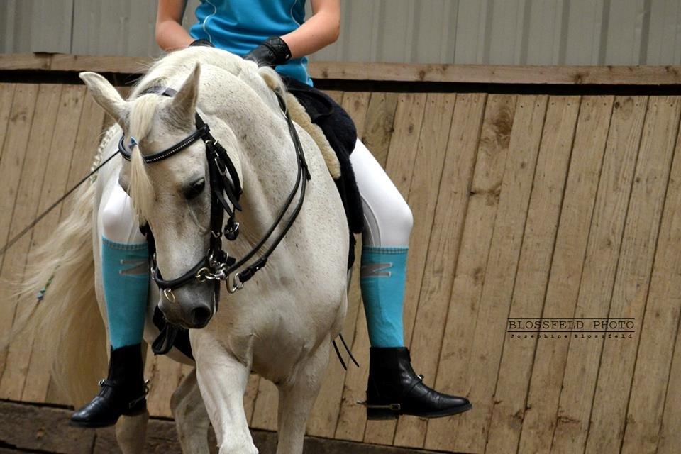 Welsh Pony (sec B) Lyngvejens Komet <3 - Akademisk stævne <3 billede 3