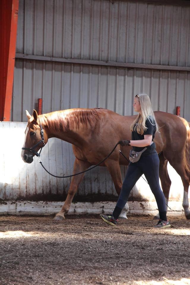 Dansk Varmblod Horskjærs Nobody billede 9