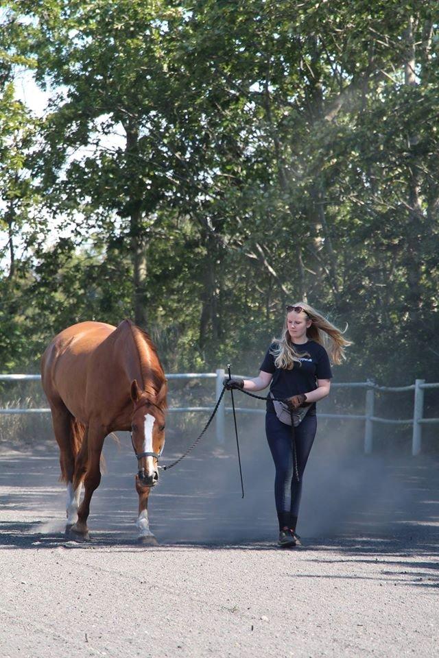 Dansk Varmblod Horskjærs Nobody billede 16
