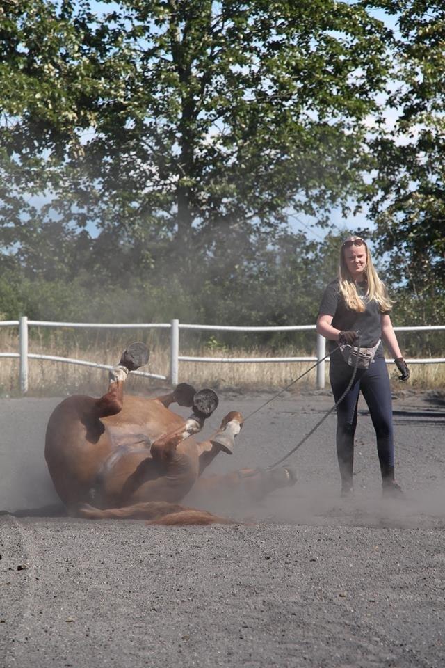 Dansk Varmblod Horskjærs Nobody billede 17