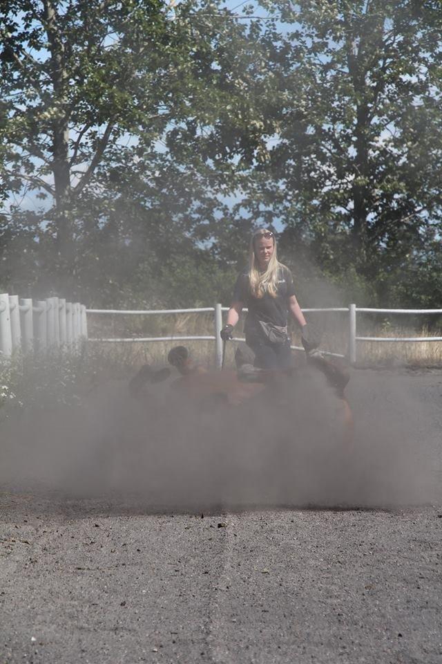 Dansk Varmblod Horskjærs Nobody billede 18