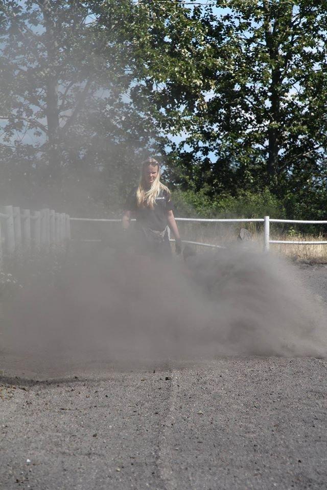 Dansk Varmblod Horskjærs Nobody billede 19