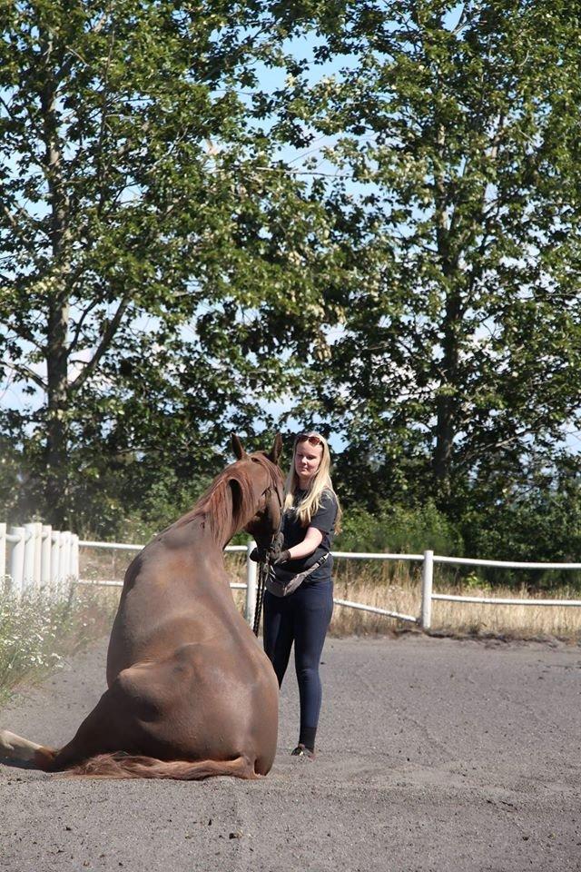 Dansk Varmblod Horskjærs Nobody billede 20