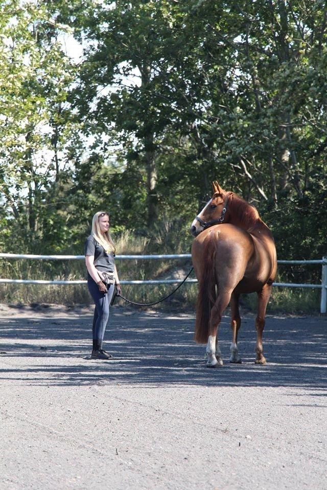 Dansk Varmblod Horskjærs Nobody billede 3