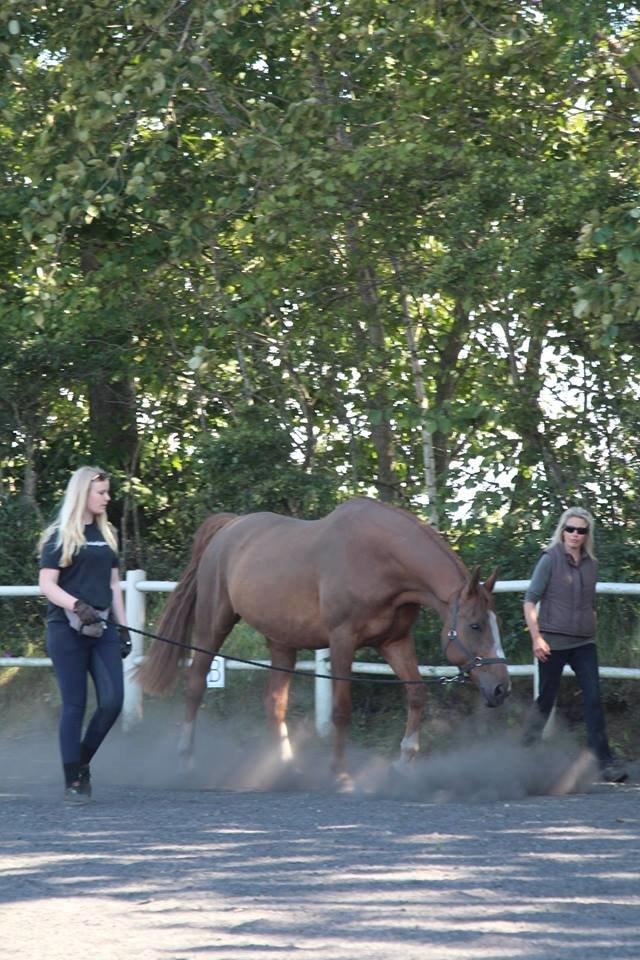 Dansk Varmblod Horskjærs Nobody billede 21