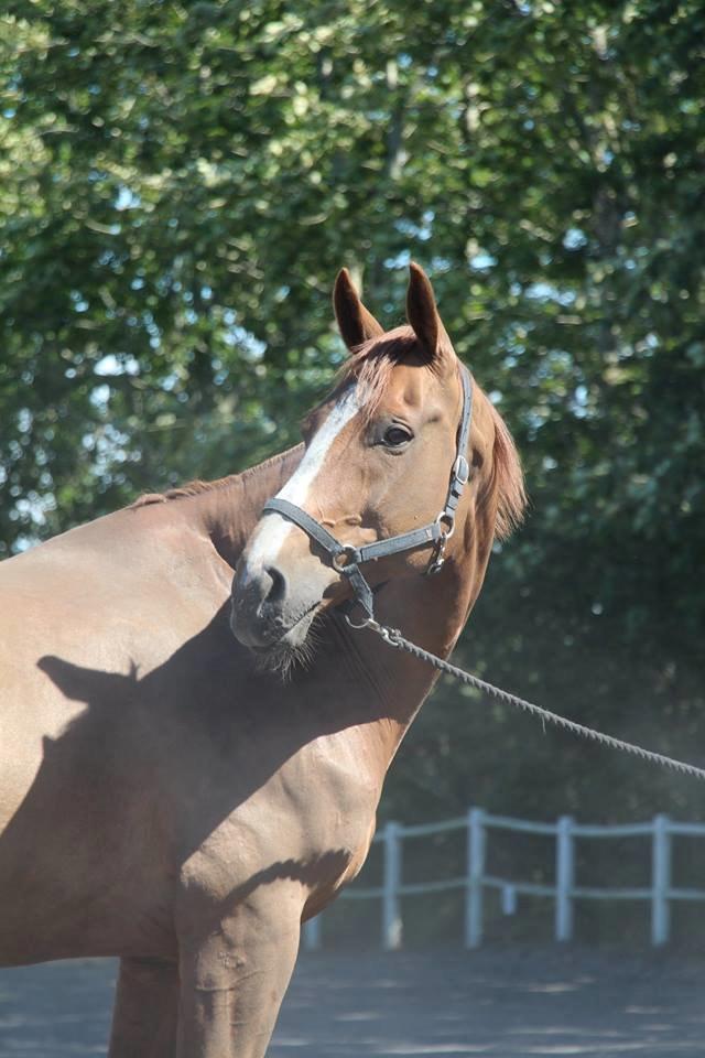 Dansk Varmblod Horskjærs Nobody billede 22