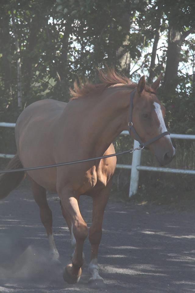 Dansk Varmblod Horskjærs Nobody billede 23